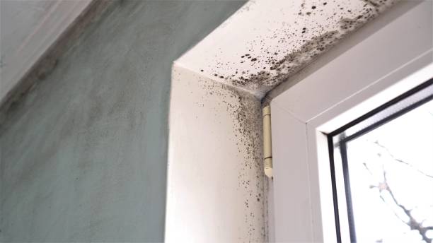Best Mold Odor Removal Services  in Atlantic Beach, NY
