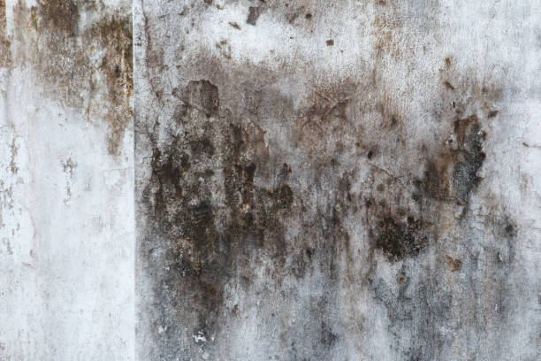 Best Mold Remediation for Healthcare Facilities  in Atlantic Beach, NY
